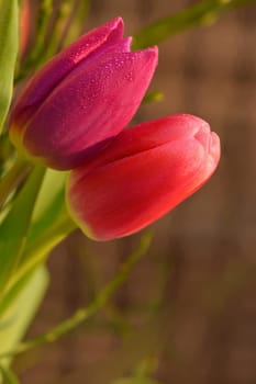 Spring background with flowers. Beautiful colorful tulip on a sunny day. Nature photography in spring time.