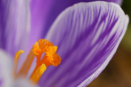 Spring flowers. Beautiful colorful first flowers on meadow with sun. Crocus Romance Yellow - Crocus Chrysanthus - Crocus tommasinianus - Crocus Tommasini.