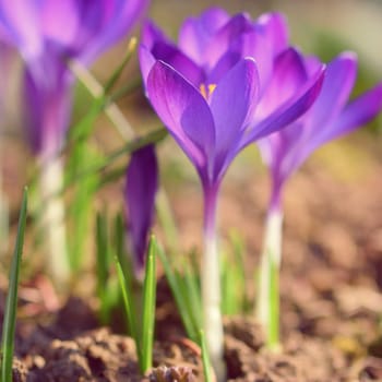 Spring flowers. Beautiful colorful first flowers on meadow with sun. Crocus Romance Yellow - Crocus Chrysanthus - Crocus tommasinianus - Crocus Tommasini.