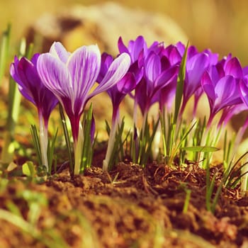 Spring flowers. Beautiful colorful first flowers on meadow with sun. Crocus Romance Yellow - Crocus Chrysanthus - Crocus tommasinianus - Crocus Tommasini.