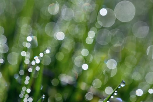 Spring. Beautiful natural background of green grass with dew and water drops. Seasonal concept - morning in nature.