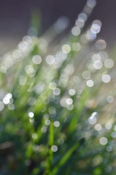 Spring. Beautiful natural background of green grass with dew and water drops. Seasonal concept - morning in nature.