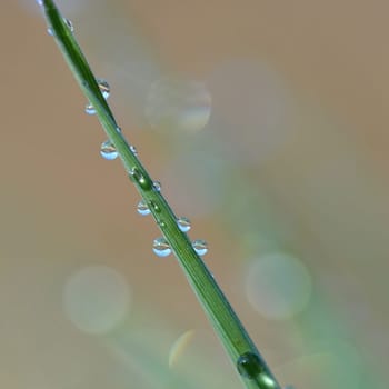 Spring. Beautiful natural background of green grass with dew and water drops. Seasonal concept - morning in nature.