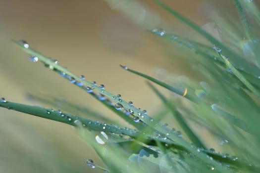 Spring. Beautiful natural background of green grass with dew and water drops. Seasonal concept - morning in nature.