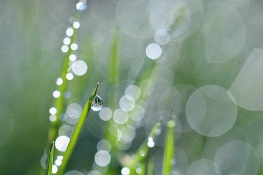 Spring. Beautiful natural background of green grass with dew and water drops. Seasonal concept - morning in nature.