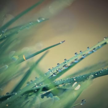 Spring. Beautiful natural background of green grass with dew and water drops. Seasonal concept - morning in nature.