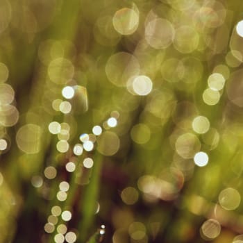 Spring. Beautiful natural background of green grass with dew and water drops. Seasonal concept - morning in nature.