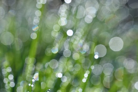 Spring. Beautiful natural background of green grass with dew and water drops. Seasonal concept - morning in nature.