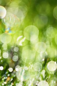 Spring. Beautiful natural background of green grass with dew and water drops. Seasonal concept - morning in nature.