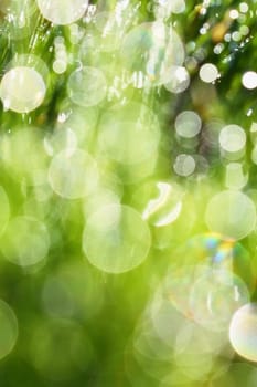 Spring. Beautiful natural background of green grass with dew and water drops. Seasonal concept - morning in nature.