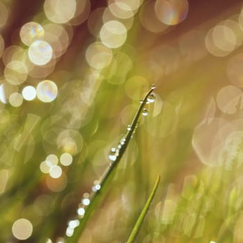 Spring. Beautiful natural background of green grass with dew and water drops. Seasonal concept - morning in nature.