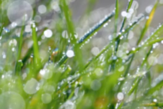 Spring. Beautiful natural background of green grass with dew and water drops. Seasonal concept - morning in nature.