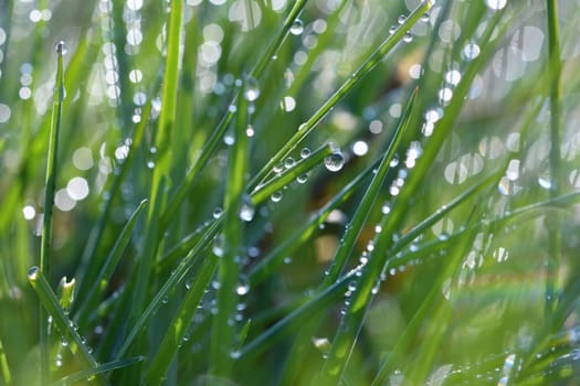 Spring. Beautiful natural background of green grass with dew and water drops. Seasonal concept - morning in nature.