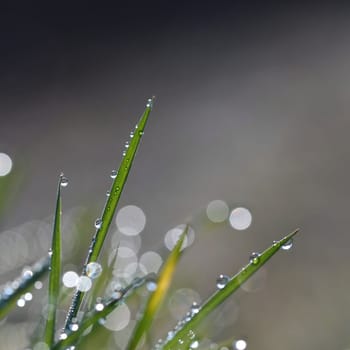 Spring. Beautiful natural background of green grass with dew and water drops. Seasonal concept - morning in nature.