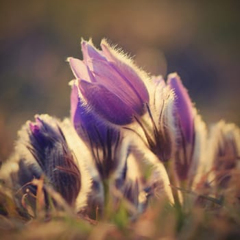 Beautiful violet flowers on a meadow at sunset. Beautiful natural colorful background. Pasque flower (Pulsatilla grandis)