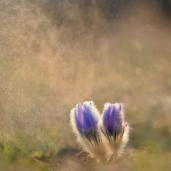 Beautiful violet flowers on a meadow at sunset. Beautiful natural colorful background. Pasque flower (Pulsatilla grandis)