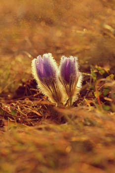 Beautiful violet flowers on a meadow at sunset. Beautiful natural colorful background. Pasque flower (Pulsatilla grandis)