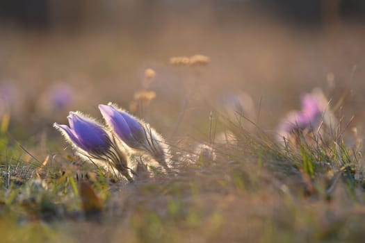 Beautiful violet flowers on a meadow at sunset. Beautiful natural colorful background. Pasque flower (Pulsatilla grandis)