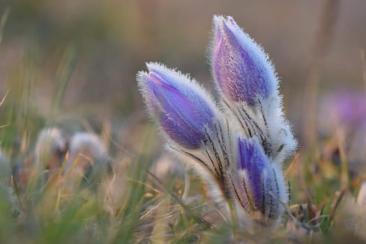 Spring flowers. Beautifully blossoming pasque flower and sun with a natural colored background. (Pulsatilla grandis)