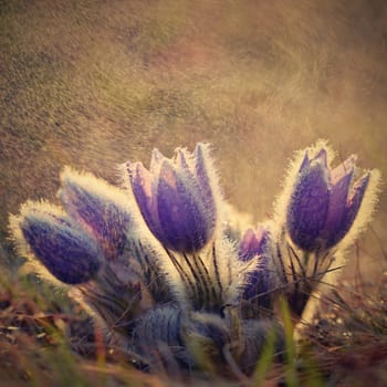 Spring flowers. Beautifully blossoming pasque flower and sun with a natural colored background. (Pulsatilla grandis)