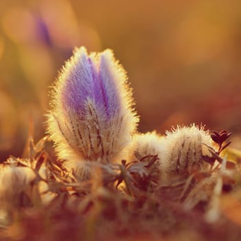 Spring flowers. Beautifully blossoming pasque flower and sun with a natural colored background. (Pulsatilla grandis)