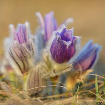 Spring flowers. Beautifully blossoming pasque flower and sun with a natural colored background. (Pulsatilla grandis)