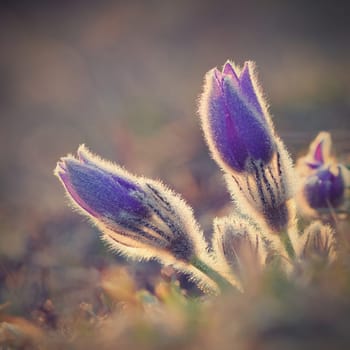 Spring flowers. Beautifully blossoming pasque flower and sun with a natural colored background. (Pulsatilla grandis)