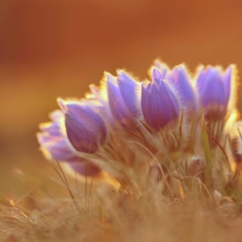 Spring flowers. Beautifully blossoming pasque flower and sun with a natural colored background. (Pulsatilla grandis)