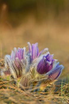 Spring flowers. Beautifully blossoming pasque flower and sun with a natural colored background. (Pulsatilla grandis)