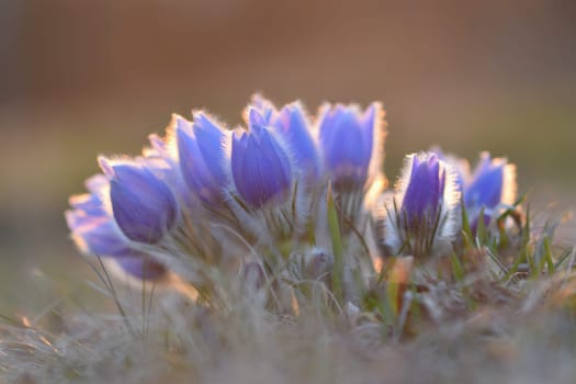 Spring flowers. Beautifully blossoming pasque flower and sun with a natural colored background. (Pulsatilla grandis)