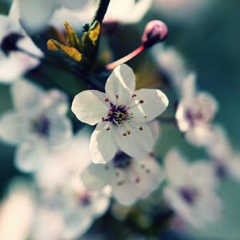 Blossom tree. Nature background.Sunny day. Spring flowers. Beautiful Orchard. Abstract blurred background. Springtime