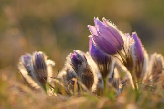 Spring flowers. Beautifully blossoming pasque flower and sun with a natural colored background. (Pulsatilla grandis)