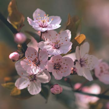 Blossom tree. Nature background.Sunny day. Spring flowers. Beautiful Orchard. Abstract blurred background. Springtime