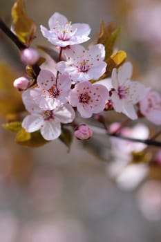 Blossom tree. Nature background.Sunny day. Spring flowers. Beautiful Orchard. Abstract blurred background. Springtime