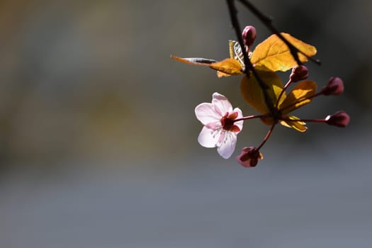 Blossom tree. Nature background.Sunny day. Spring flowers. Beautiful Orchard. Abstract blurred background. Springtime