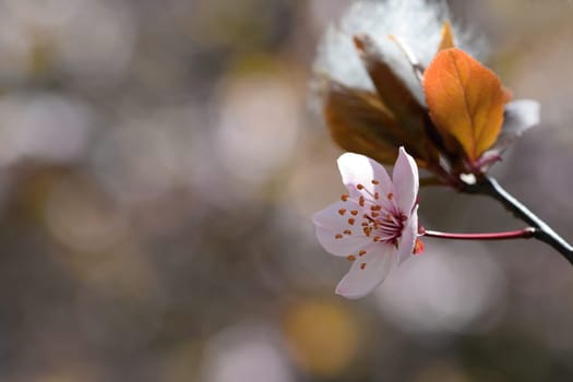 Blossom tree. Nature background.Sunny day. Spring flowers. Beautiful Orchard. Abstract blurred background. Springtime