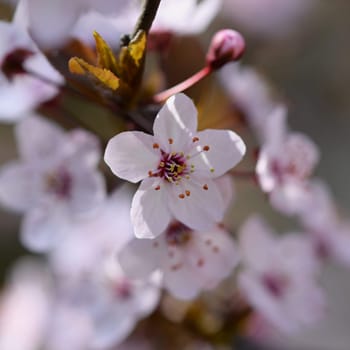 Blossom tree. Nature background.Sunny day. Spring flowers. Beautiful Orchard. Abstract blurred background. Springtime