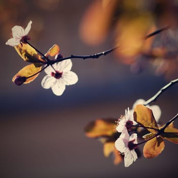 Blossom tree. Nature background.Sunny day. Spring flowers. Beautiful Orchard. Abstract blurred background. Springtime