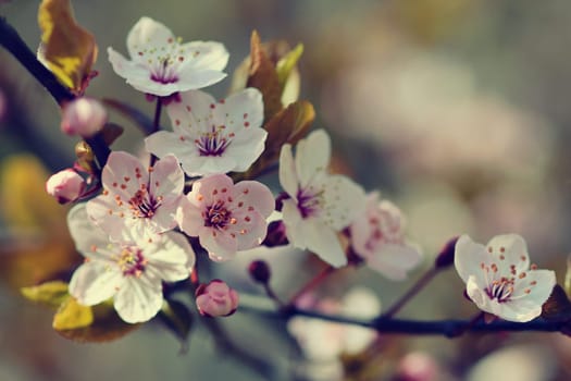 Blossom tree. Nature background.Sunny day. Spring flowers. Beautiful Orchard. Abstract blurred background. Springtime