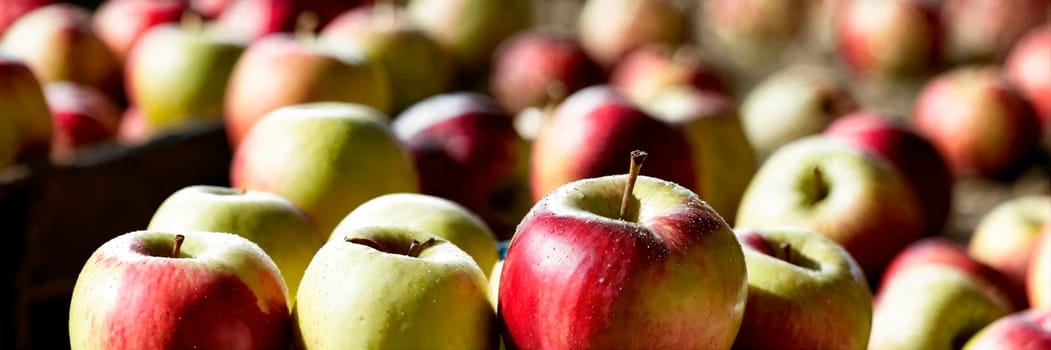 apple harvest in the garden. Selective focus. nature.