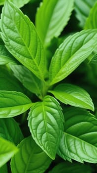 Close up of bunch of green leaves. Leaves are fresh and vibrant, and they are arranged in way that makes them look like they are growing together. Concept of growth and vitality background. Copy space