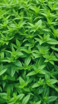 Close up of bunch of green leaves. Leaves are fresh and vibrant, and they are arranged in way that makes them look like they are growing together. Concept of growth and vitality background. Copy space