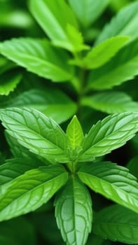 Close up of bunch of green leaves. Leaves are fresh and vibrant, and they are arranged in way that makes them look like they are growing together. Concept of growth and vitality background. Copy space