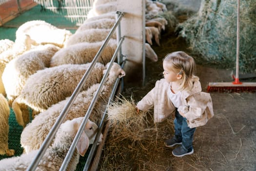 Little girl hands hay to white sheep through fence in stall. High quality photo