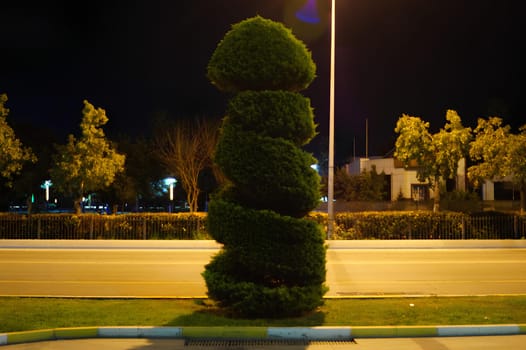 A tall green bush with a spiral shape is in the middle of a street