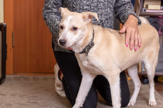 Cute white dog at home close up portrait