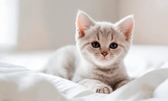 cute kitten in bed. Selective focus. animal.