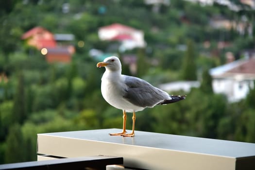 Adult black and white seagull on balcony