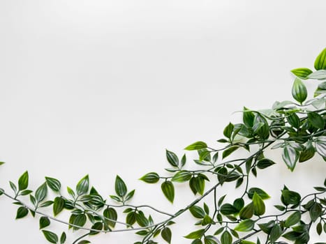 Green variegated leaves of wandering jew plant extending into the frame from the top right corner on clean white background with copy space. Top view. High quality photo