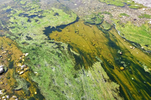 Shallow stream with green algae